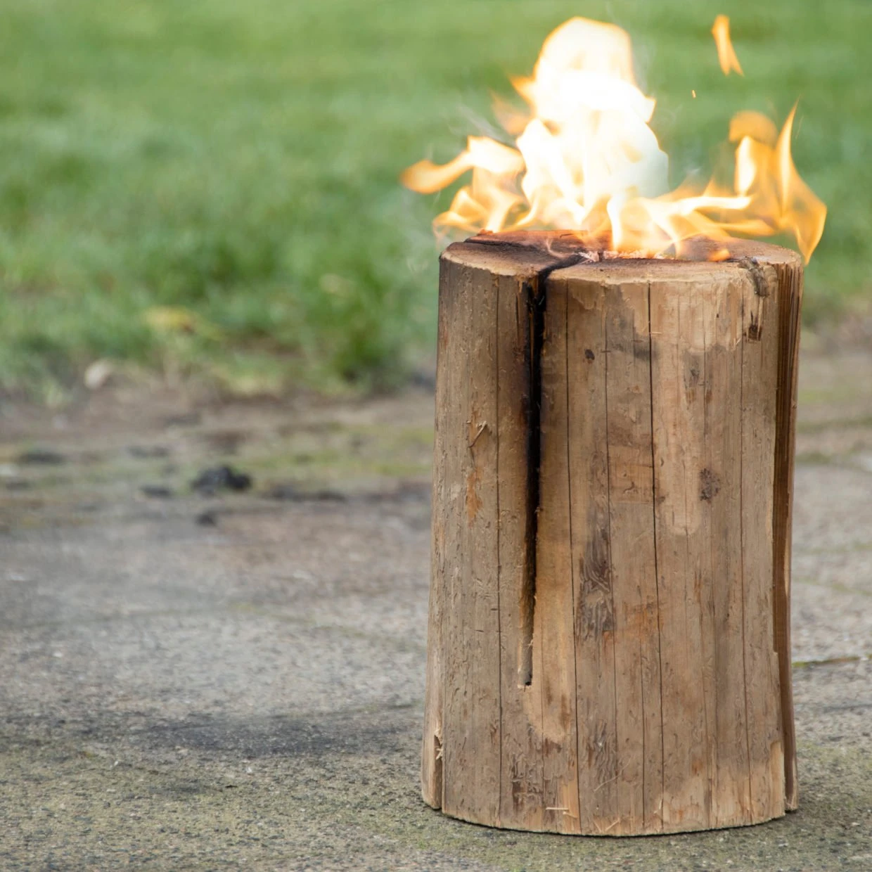 Boomstam Fakkel 2 Boomstam Fakkel - Afbeelding 2